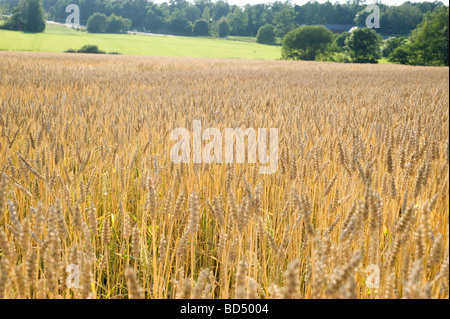 Blé (Triticum aestivum) commune de l'alimentation à travers le monde, la Suède Banque D'Images