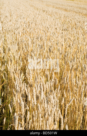 Blé (Triticum aestivum) commune de l'alimentation à travers le monde, la Suède Banque D'Images