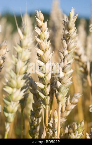 Blé (Triticum aestivum) commune de l'alimentation à travers le monde, la Suède Banque D'Images