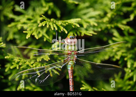 Dragonfly Green Darner insecte assis sur l'arbre macro gros plan gros plan détail personne gros plan flou de fond de la faune haute résolution Banque D'Images