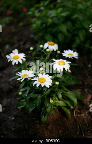 White Daisies Daisy fleurs sauvages personne d'en haut Fermer angle bas printemps vert naturel flou arrière-plan flou aux États-Unis haute résolution Banque D'Images