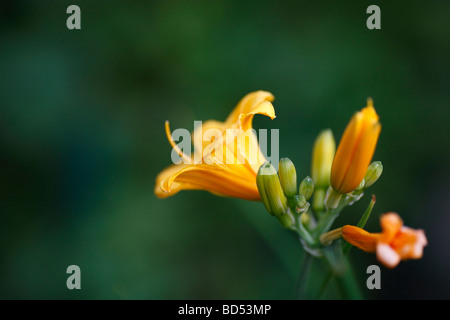 Floraison fleur jaune Stella de Oro Daylily Hemerocallis images images au-dessus gros plan Grande haute résolution horizontale aux États-Unis haute résolution US haute résolution Banque D'Images