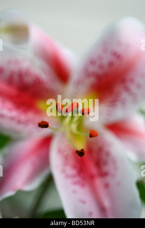 Lilies Stargazer lys blanc en étamines fleuries avec pétales de pollen floral gros plan vue de côté personne flou flou flou arrière-plan aux États-Unis haute résolution Banque D'Images