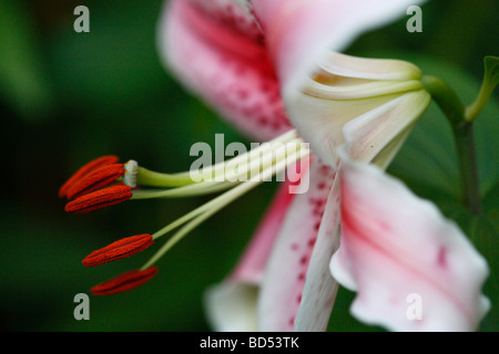 Lilies Stargazer lys blanc en étamines fleuries avec pétales de pollen floral gros plan vue de côté personne flou flou flou arrière-plan aux États-Unis haute résolution Banque D'Images