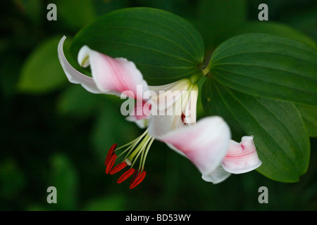 Lilies Stargazer lys blanc en étamines fleuries avec pétales de pollen floral gros plan vue de côté personne flou flou flou arrière-plan aux États-Unis haute résolution Banque D'Images