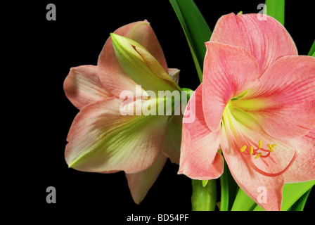 Amaryllis Amaryllis schwarz auf sur noir 08 Banque D'Images