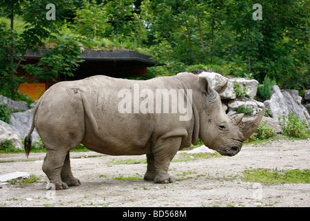 Rhinocéros blanc, carré-lipped Rhinoceros (Ceratotherium simum), homme au Zoo de Hellbrunn, Salzbourg, Autriche Banque D'Images