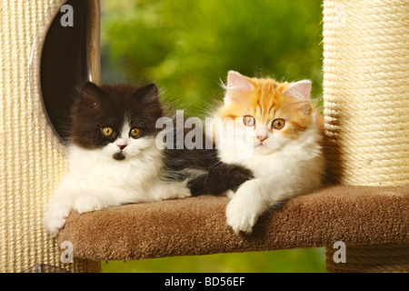 British Longhair chatons chat noir et blanc rouge et blanc tabby Highlander Lowlander britannique Banque D'Images