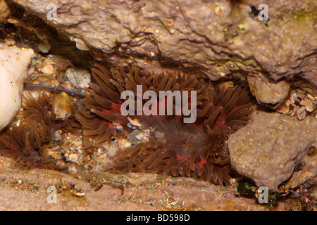 Anémone Marguerite Cereus pedunculatus Sagartiidae forme brun avec du rouge sur les tentacules dans un pool de rock UK Banque D'Images