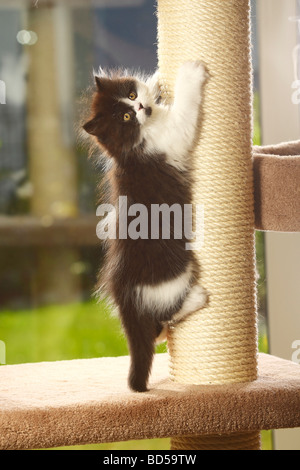 British Longhair chat chaton noir et blanc Highlander Lowlander britannique Banque D'Images