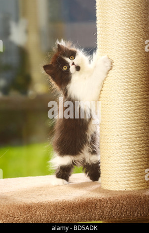 British Longhair chat chaton noir et blanc Highlander Lowlander britannique Banque D'Images