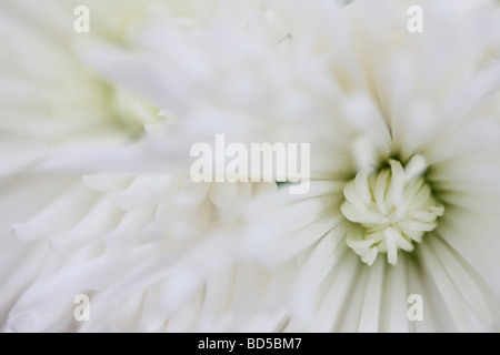 Image complète de près de l'Anastasia chrysanthème blanc longs pétales fine art photography Photographie Jane Ann Butler JABP522 Banque D'Images