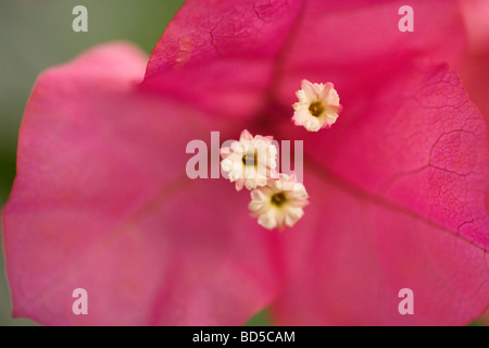 Close up photographie de bractées colorées et de fleurs blanches de l'usine de bougainvilliers Banque D'Images