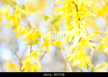 Forsythia jaune charme tiges dans un style contemporain, fine art photography Photographie Jane Ann Butler JABP525 Banque D'Images