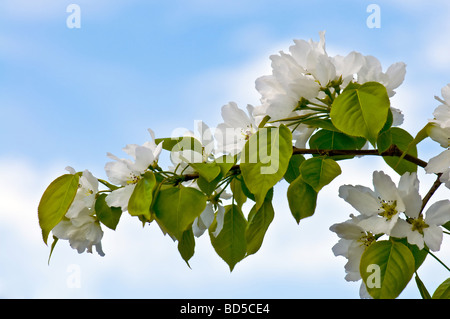Fleurs de pommier en fleurs sur fond bleu Banque D'Images