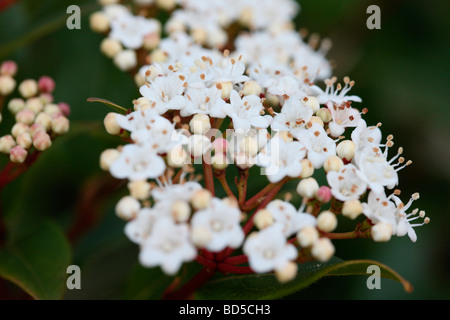 Viorne à feuilles persistantes bourgeons rose avec des grappes de fleurs blanc fine art photography Photographie Jane Ann Butler JABP528 Banque D'Images