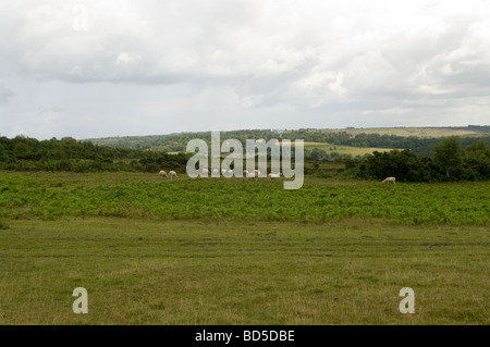 Une vue sur la forêt d'Ashdown East Sussex avec des moutons paissant dans l'avant-plan Banque D'Images