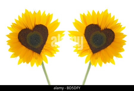 Le tournesol (Helianthus annuus) avec des fleurs tubulaires en forme de coeur Banque D'Images