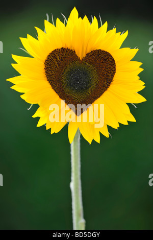 Tournesol (Helianthus annuus) avec des fleurs tubulaires en forme de coeur Banque D'Images