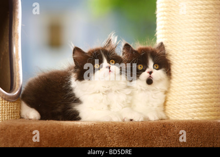 British Longhair chatons chat noir et blanc Highlander Lowlander britannique Banque D'Images