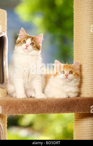 British Longhair chaton tabby Cat choco blanc et rouge blanc tabby Highlander Lowlander britannique Banque D'Images