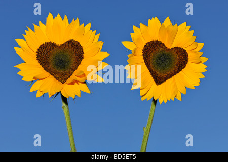 Le tournesol (Helianthus annuus) avec des fleurs tubulaires en forme de coeur Banque D'Images