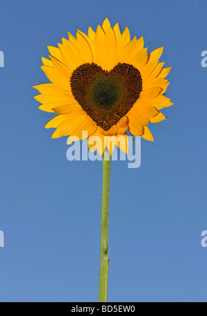 Tournesol (Helianthus annuus) avec des fleurs tubulaires en forme de coeur Banque D'Images