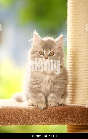 Chaton British longhair bleu silver tabby Cat Highlander Lowlander britannique Banque D'Images