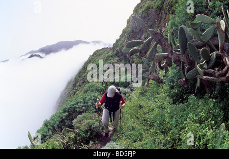 Randonneur et de figuiers de Barbarie (Opuntia ficus-indica) sur une mer de nuages la Roque de Taborno rock formation, Taborno, Tenerife, peut Banque D'Images