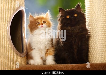 British Longhair cinnamon tortie chatons chat noir et blanc Highlander Lowlander britannique Banque D'Images