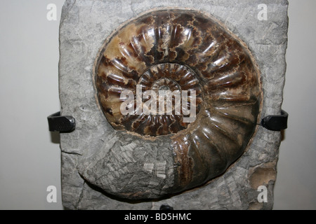 Ammonite Asteroceras obtusum de Dorset, UK Banque D'Images