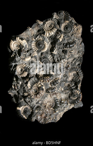 Marston Magna en ammonite combustibles Somerset, England, UK Banque D'Images