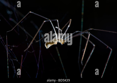 Creepy housespider longues jambes noir sur fond uni noir accueil maison pieds long ménage cave vibrant d'araignées Pholcidae Banque D'Images