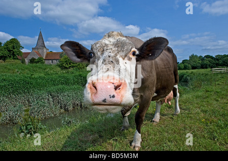 Une vache curieux renifle l'objectif de l'appareil. Alfriston East Sussex England South Downs Banque D'Images