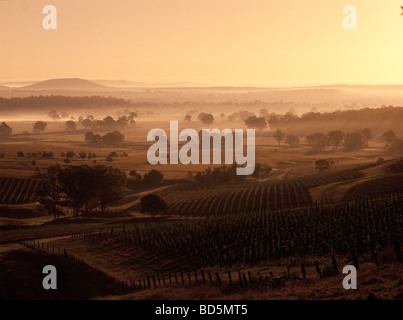 Vignoble dans la Hunter Valley, New South Wales, Australie Banque D'Images