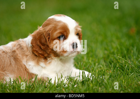 Cavalier King Charles Spaniel puppy blenheim 5 semaines Banque D'Images