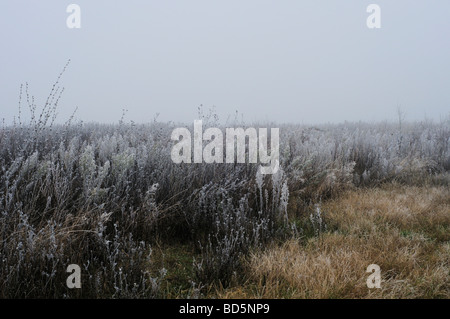 Paysage d'hiver avec la végétation couverte de gel dans le Nord de la France Banque D'Images