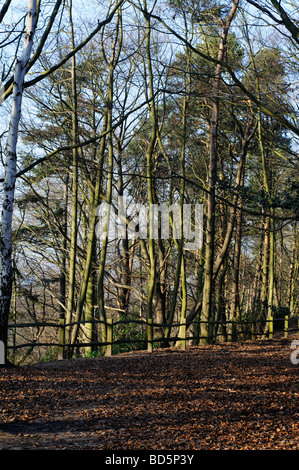 Chemin des bois avec des arbres en hiver Elmbridge Surrey UK Banque D'Images