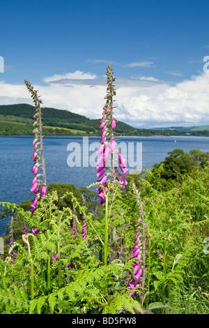 Digitales sauvages qui poussent sur les rives d'Ullswater, Lake District, Cumbria, Royaume-Uni. Banque D'Images