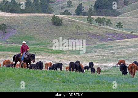 American Cowboy rides l'élevage de bétail au nord de Hot Springs South Dakota USA Banque D'Images