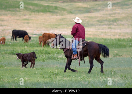 American Cowboy rides l'élevage de bétail au nord de Hot Springs South Dakota USA Banque D'Images