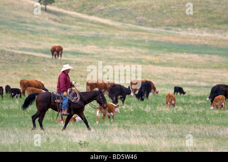 American Cowboy rides l'élevage de bétail au nord de Hot Springs South Dakota USA Banque D'Images