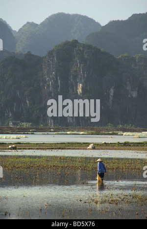 Femme marche dans les rizières inondées avec les karsts calcaires en arrière-plan de Tam Coc Ninh Binh Province du Nord du Vietnam Banque D'Images