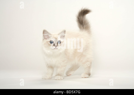 Chat Sacré de Birmanie chaton Sacré de Birmanie Banque D'Images