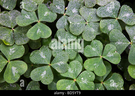 Oxalis, gouttes, poussant dans les forêts de redwood. Banque D'Images