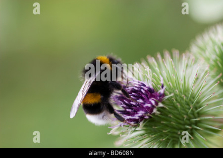 Bumble Bee à queue blanche Banque D'Images