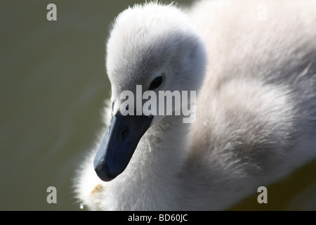 Close up of cygnet sur l'eau Banque D'Images