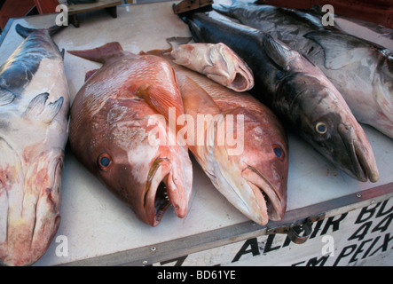 Un matin, marché de poisson de Fortaleza une destination majeure dans le nord-est du Brésil Banque D'Images