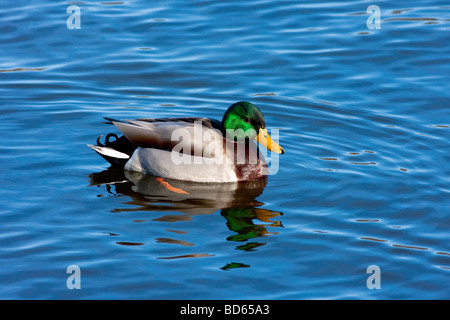 Canard Banque D'Images