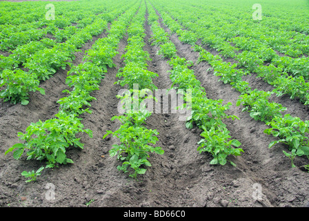 Plant de pomme de terre Kartoffelpflanze 12 Banque D'Images